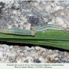 proterebia afra larva2 daghestan